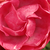 Roz - Trandafir pentru straturi Polyantha - Dick Koster